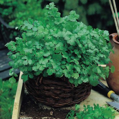 Koriander. Cilantro for Leaf