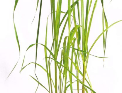 citrongræs