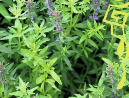 Isop Officinalis