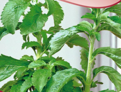 Stevia frø sukkerplante