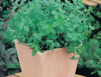 Oregano